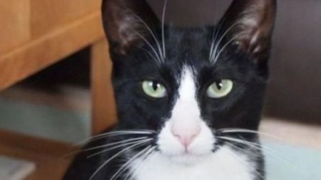 Британский кот-клептоман принес домой украденные у соседей деньги