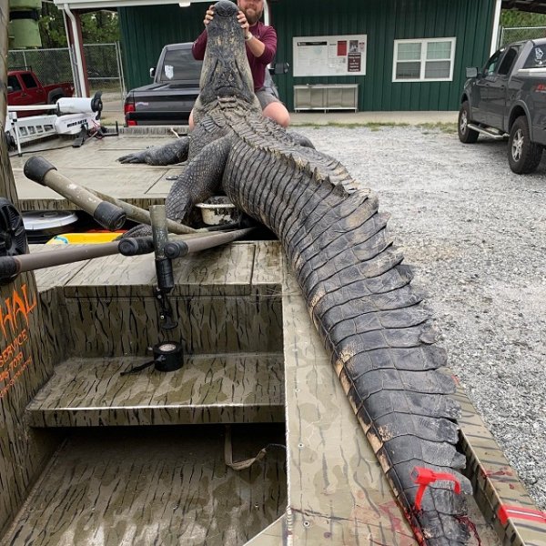 В Джорджии охотники поймали огромного аллигатора-динозавра