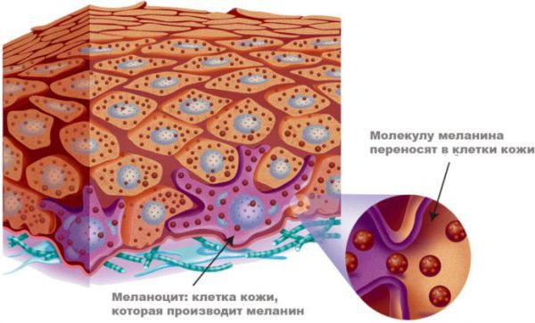 Почему у африканцев белые ладони и ступни