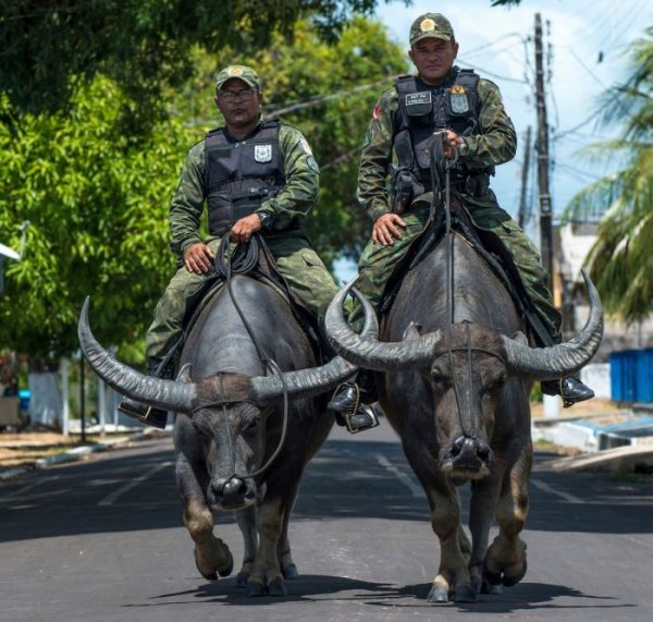 Копы в Бразилии патрулируют улицы верхом на огромных буйволах