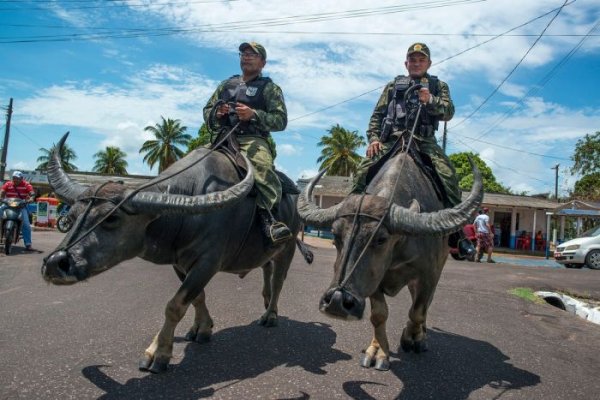 Копы в Бразилии патрулируют улицы верхом на огромных буйволах