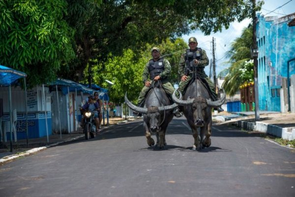 Копы в Бразилии патрулируют улицы верхом на огромных буйволах