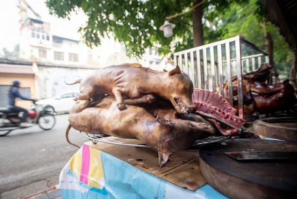 На мясном рынке во Вьетнаме делают шашлык из собак