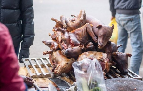 На мясном рынке во Вьетнаме делают шашлык из собак