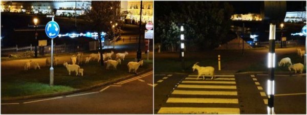 Стадо коз оккупировало пустынные валлийские улицы, пока местные жители сидели на карантине