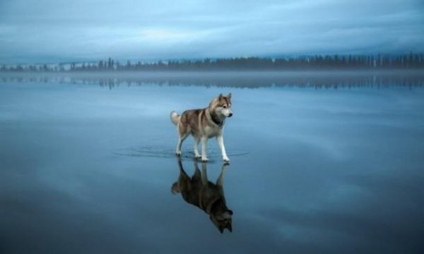 Фотографии, в подлинность которых верится с трудом