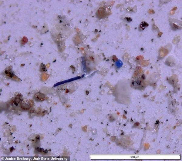 Экологи в США бьют тревогу: обнаружены микропластиковые частицы в дождевой воде