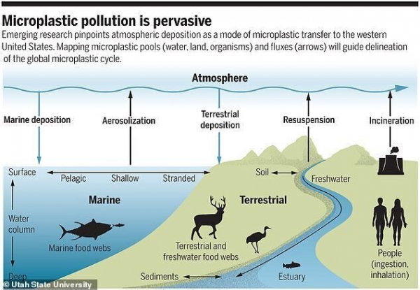 Экологи в США бьют тревогу: обнаружены микропластиковые частицы в дождевой воде