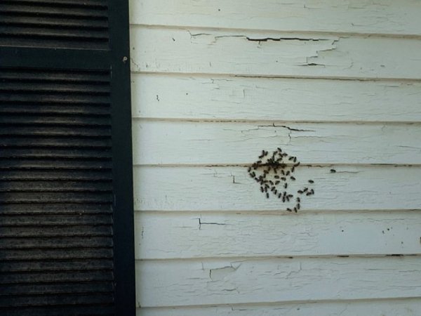 Укротитель пчёл из США поделился снимками самого крупного задания в своей жизни улей рос в стенах дома 50 лет