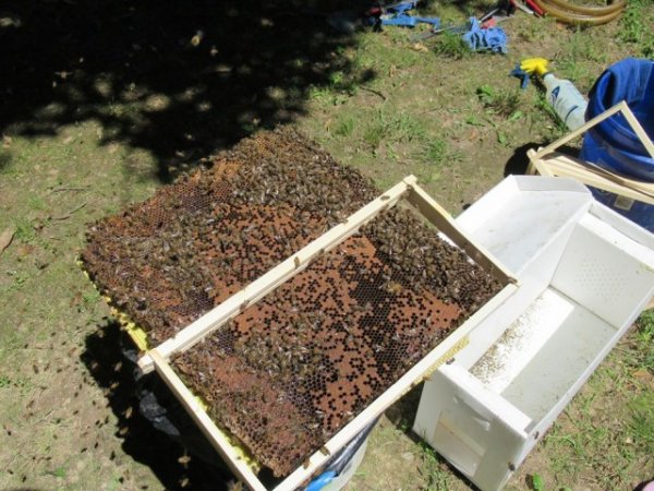 Укротитель пчёл из США поделился снимками самого крупного задания в своей жизни улей рос в стенах дома 50 лет