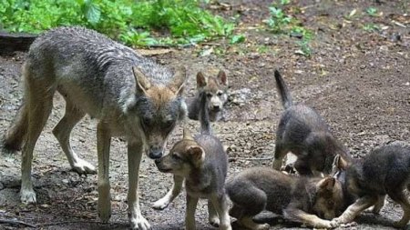 Волк-вдовец решил сам растить пятерых волчат