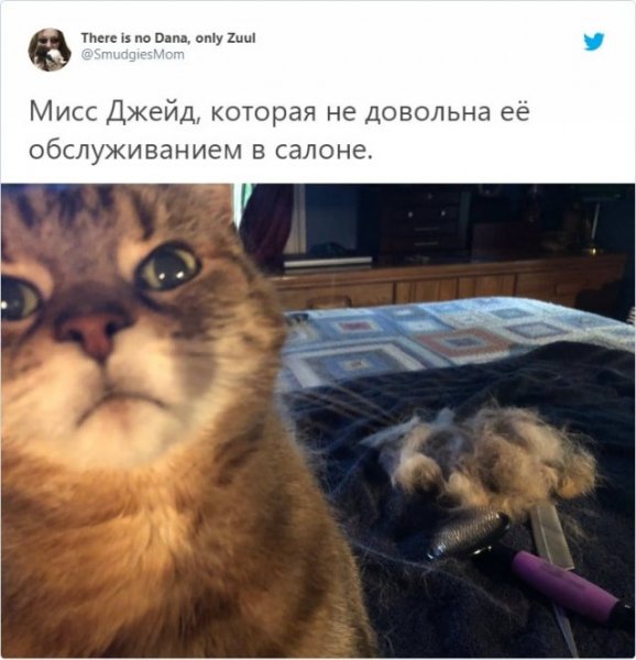 Неудачные снимки животных, на которые нельзя посмотреть без улыбки