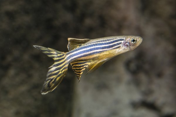 Учёные проверили действие излучения 4G и 5G на организме рыб