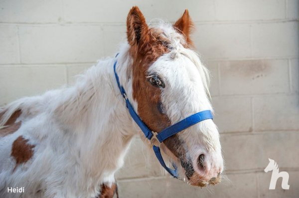 Волонтеры спасли лошадь, у которой почти не было шансов, но она выжила и поразила своей красотой