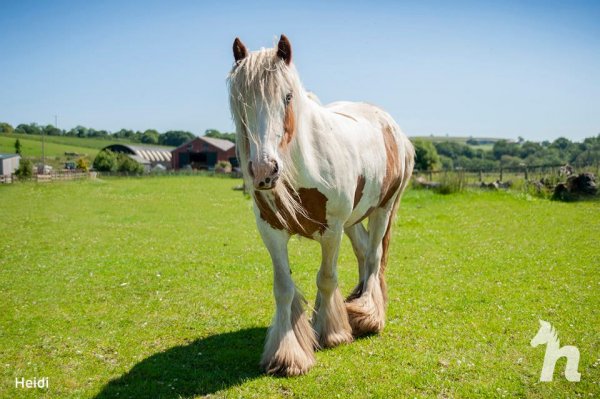 Волонтеры спасли лошадь, у которой почти не было шансов, но она выжила и поразила своей красотой