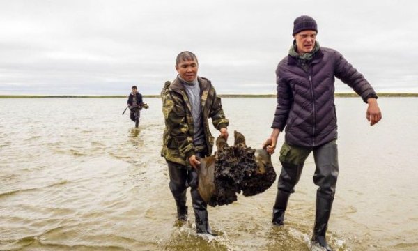 На Ямале нашли останки мамонта