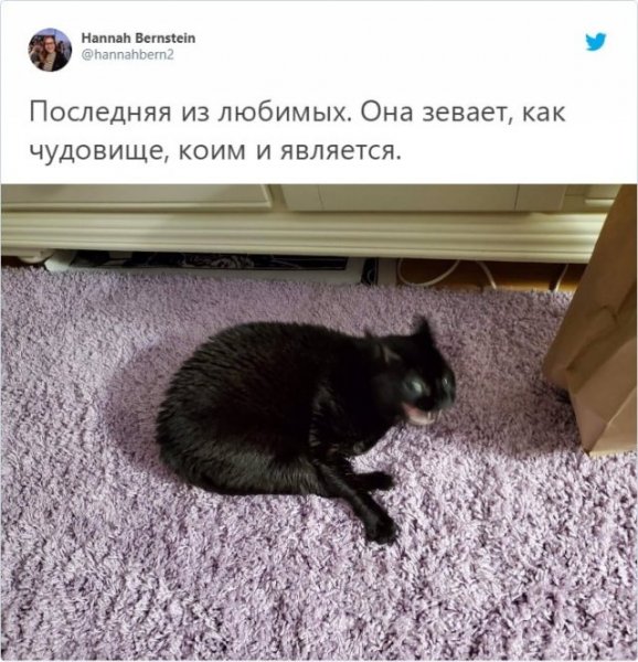 Неудачные снимки животных, на которые нельзя посмотреть без улыбки