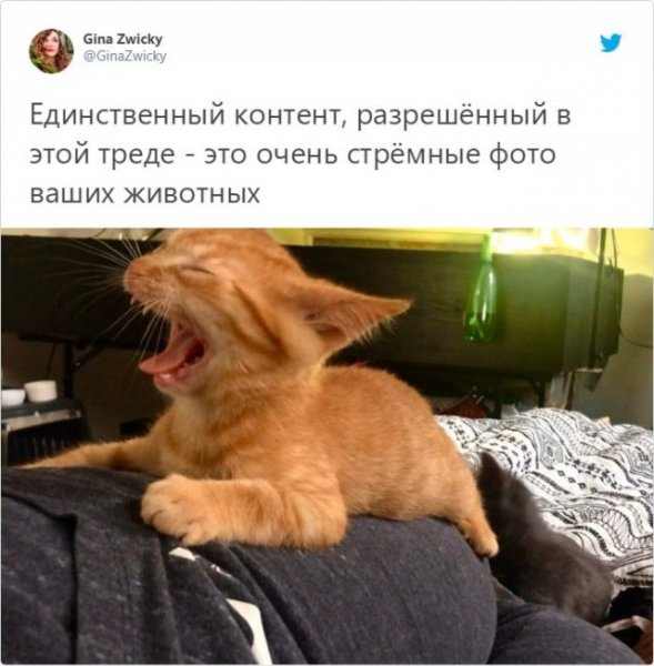 Неудачные снимки животных, на которые нельзя посмотреть без улыбки