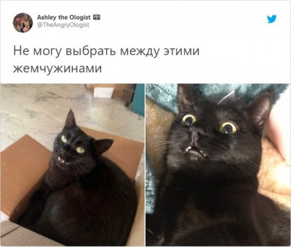 Неудачные снимки животных, на которые нельзя посмотреть без улыбки