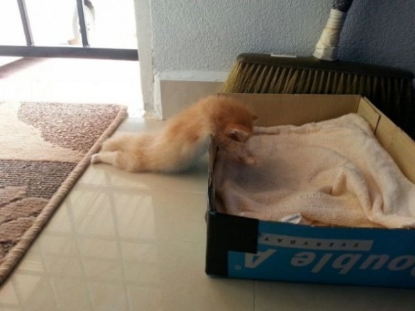 Коты, которые очень устали после трудного рабочего дня