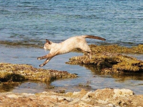 В Италии есть кошачий пляж, покоривший тысячи туристов