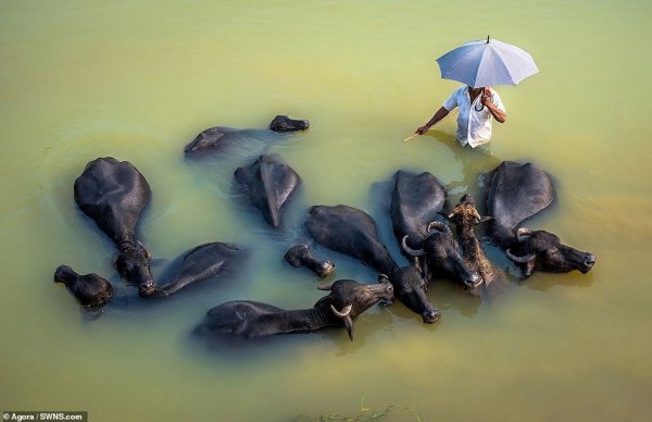 Лучшие фотографии водного мира