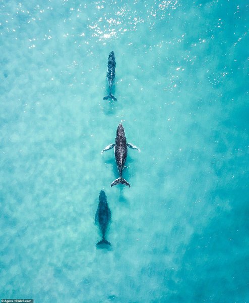 Лучшие фотографии водного мира