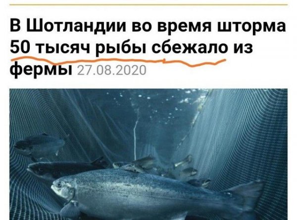 Ошибки журналистов, которые тяжело воспринимать читателям