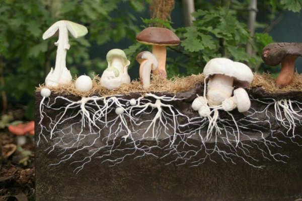 Можно ли посадить лесные грибы у себя на грядке