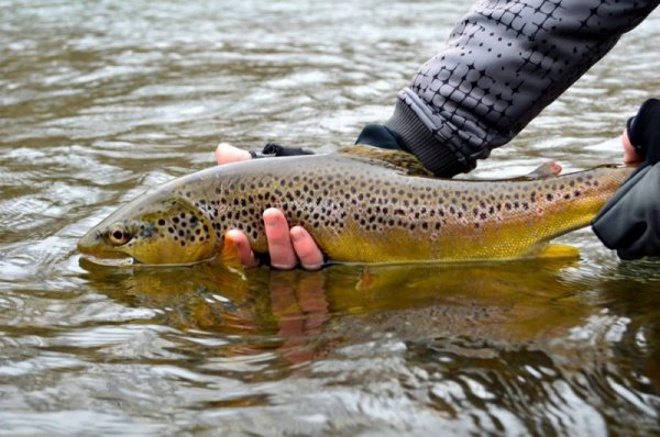 Питание недалекого будущего: макароны из жуков, молоко из водорослей и борщ из принтера