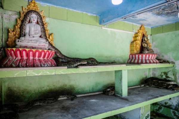 Мьянманский монах создал убежище для змей в монастыре