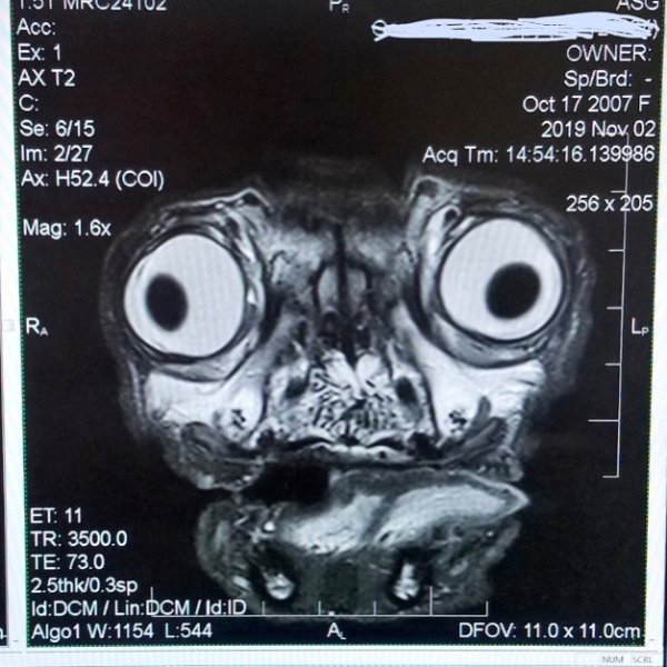 Это жутко и мило одновременно: как выглядит рентген-снимок мопса