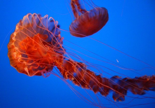 Самые красивые и яркие медузы