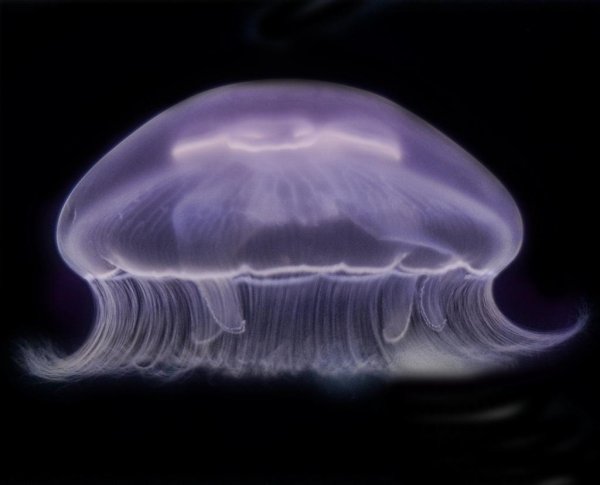 Самые красивые и яркие медузы