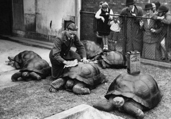 Исторический винегрет архивных фото