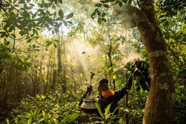 Лучшие снимки лесов с конкурса Mangrove Photography Awards 2021