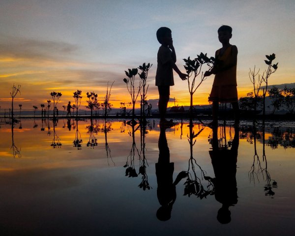 Лучшие снимки лесов с конкурса Mangrove Photography Awards 2021