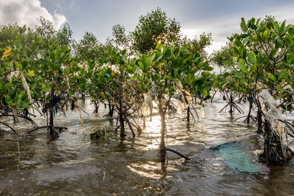 Лучшие снимки лесов с конкурса Mangrove Photography Awards 2021