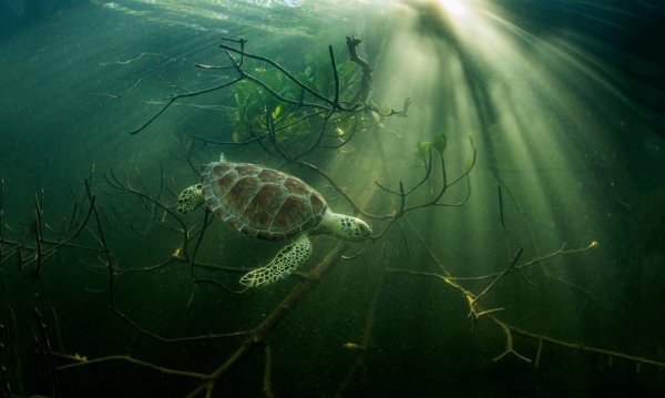 Лучшие снимки лесов с конкурса Mangrove Photography Awards 2021