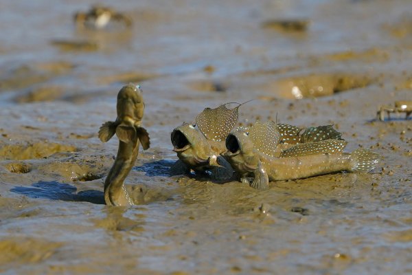 Лучшие снимки лесов с конкурса Mangrove Photography Awards 2021