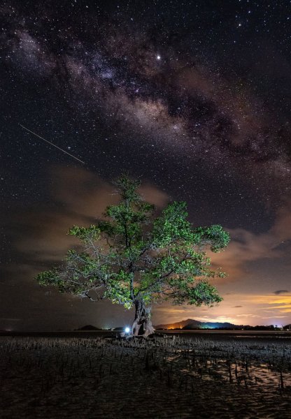 Лучшие снимки лесов с конкурса Mangrove Photography Awards 2021