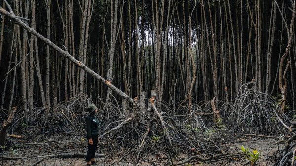 Лучшие снимки лесов с конкурса Mangrove Photography Awards 2021