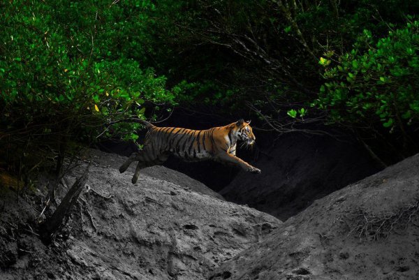 Лучшие снимки лесов с конкурса Mangrove Photography Awards 2021