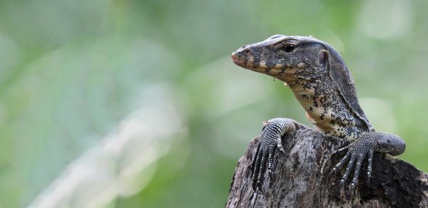 Лучшие снимки лесов с конкурса Mangrove Photography Awards 2021