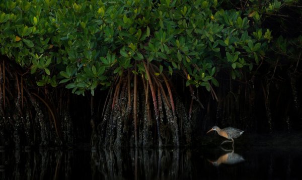 Лучшие снимки лесов с конкурса Mangrove Photography Awards 2021